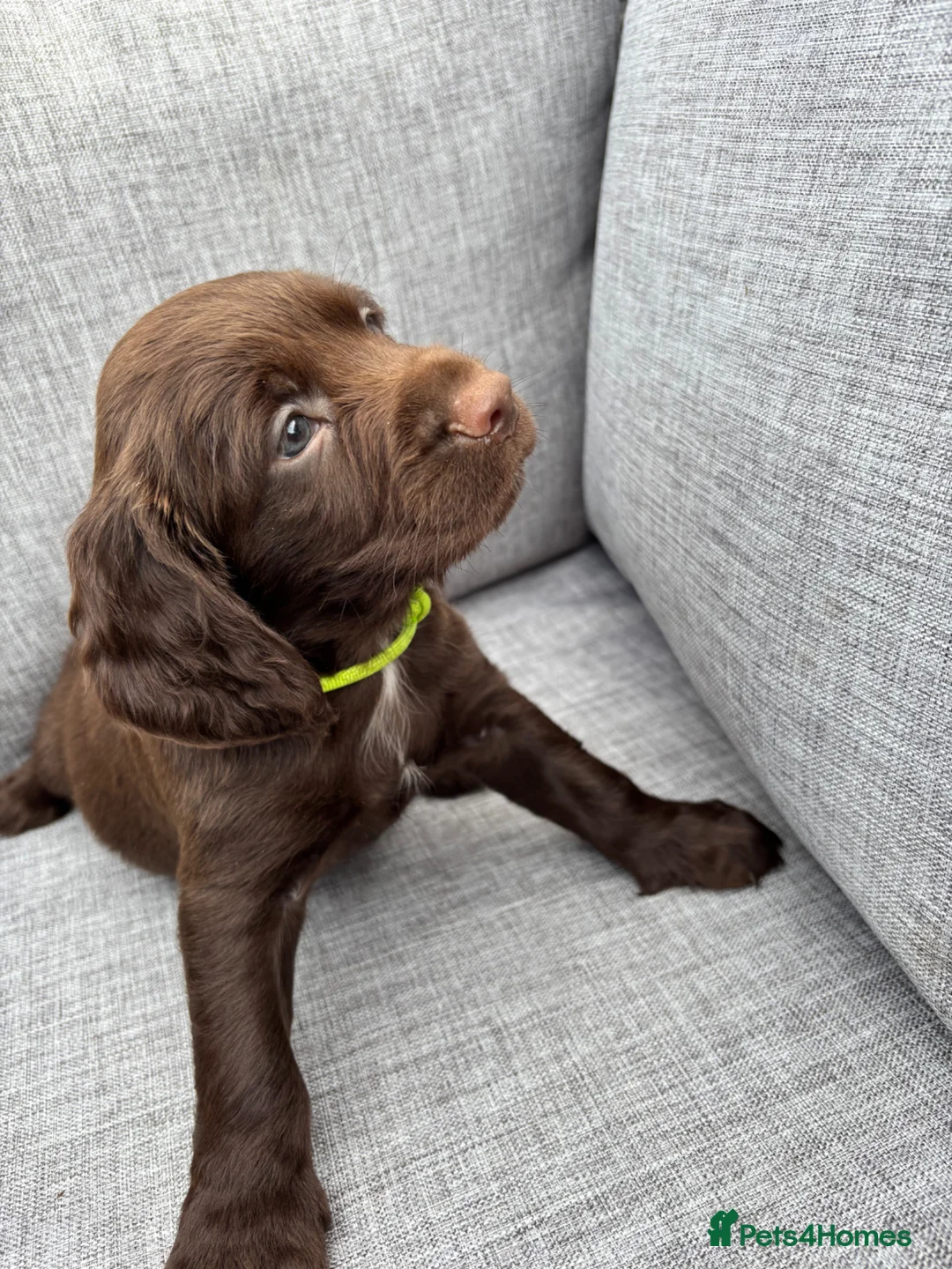 Cocker Spaniel dogs for sale: Working cocker spaniel pups - Advert 1