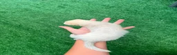 Ferret rodents for sale: 3 beautiful boys for sale  - Advert 6