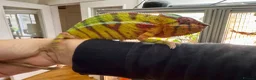 Chameleon reptiles for sale: Pair YBBB Ambilobe Panther Chameleons for sale in Oxford - Advert 1