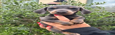 Miniature Dachshund Puppy 3