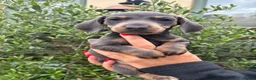 Miniature Dachshund dogs for sale: Stunning KC Miniature Dachshund Litter of 7 in Burnley - Advert 26
