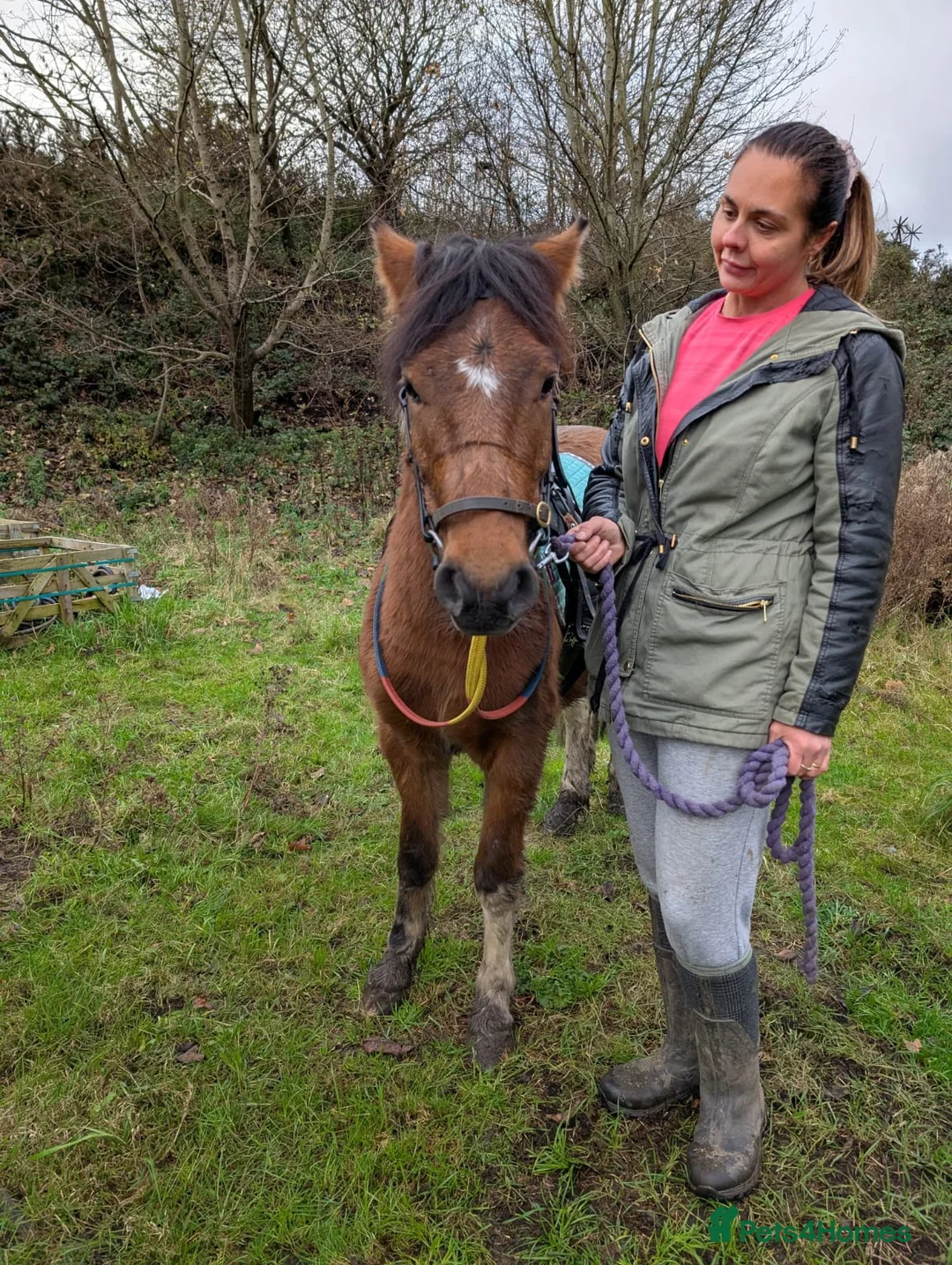 Dartmoor horses for sale: Beautiful 12,2 gelding  - Advert 7