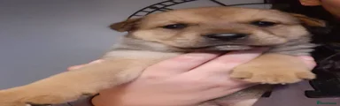 Winnie 