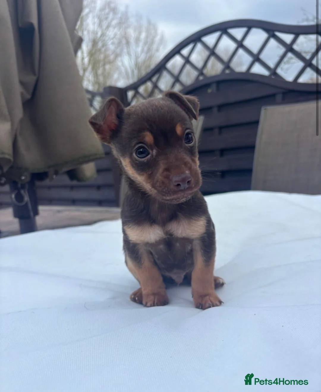 Jack Russell dogs for sale: Miniature Jack Russel puppies for sale - Advert 4