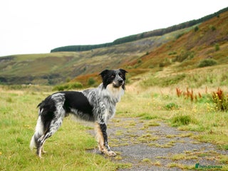 Border Collie dogs in Treorchy - Advert 10