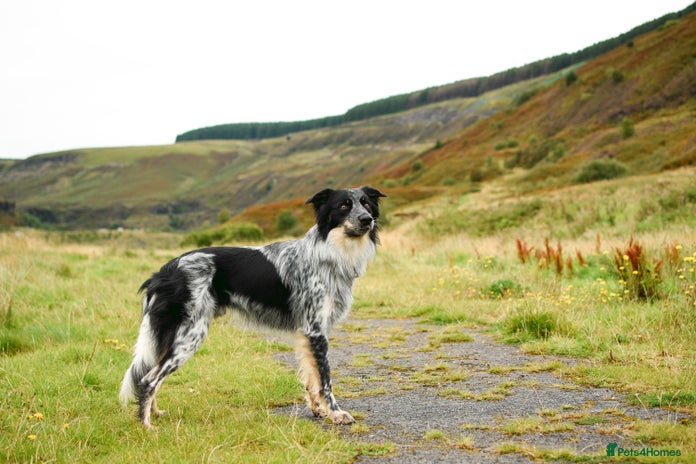 Border Collie dogs in Treorchy - Advert 1