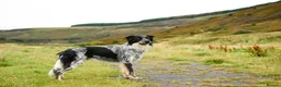 Border Collie dogs for stud: DNA clear proven Border Collie stud  in Treorchy - Advert 1