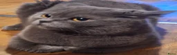 Brazilian Shorthair cats for sale: pure British shorthair from 5 generations  - Advert 15