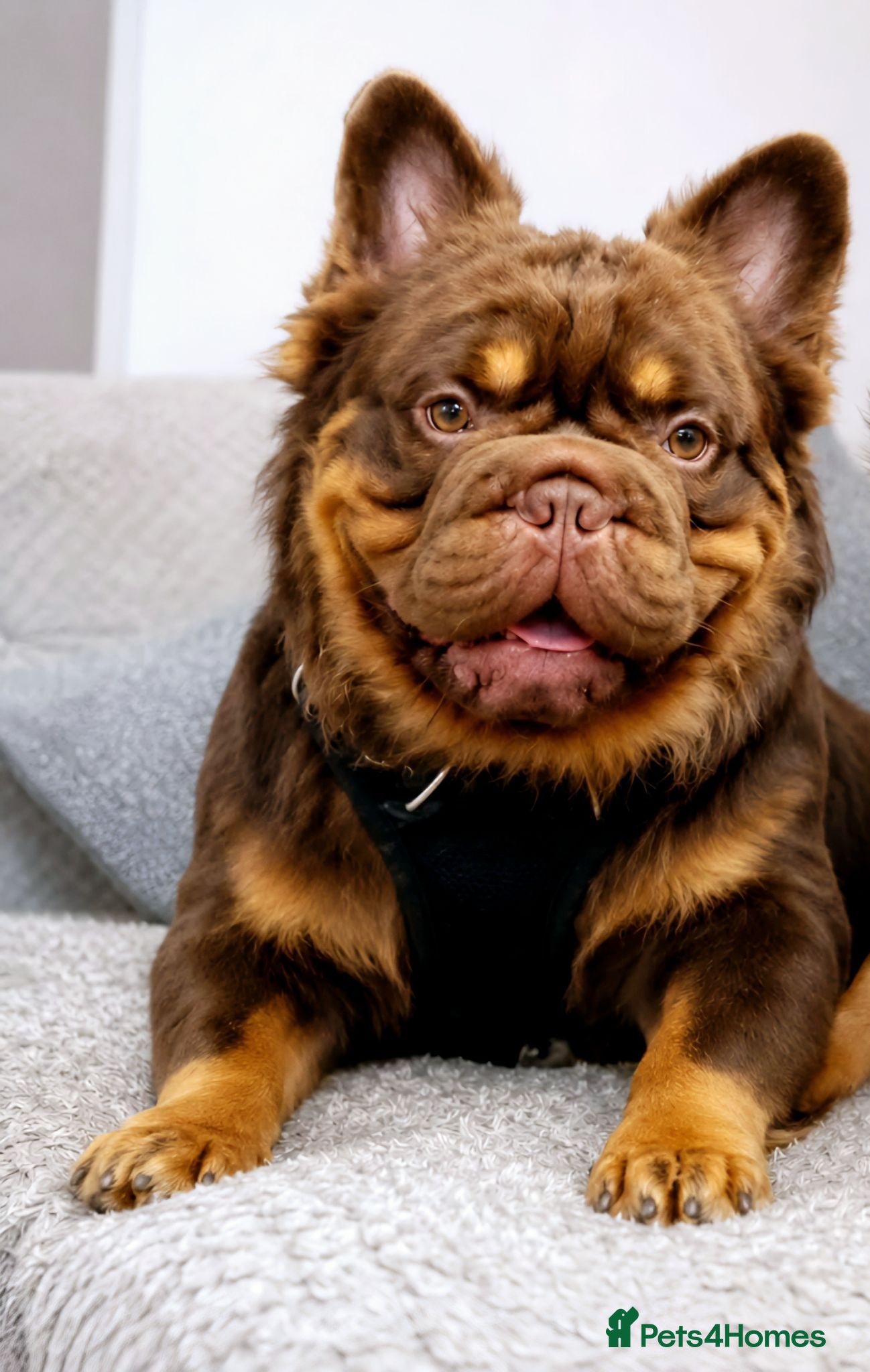 French Bulldog dogs Fluffy Rojo & Cherry Tan Big** STUD From £500 - Advert 15