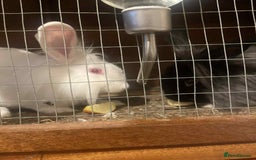 Lionhead rabbits for sale: Two Lionhead Rabbits  - Image 2
