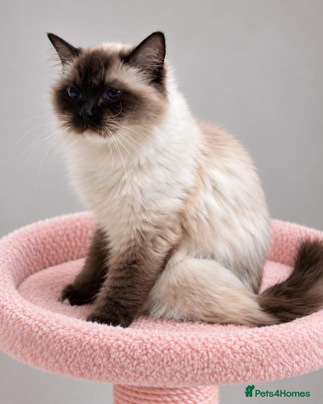 Ragdoll cats Stunning Seal Point/Mitted Ragdoll Female - Advert 2