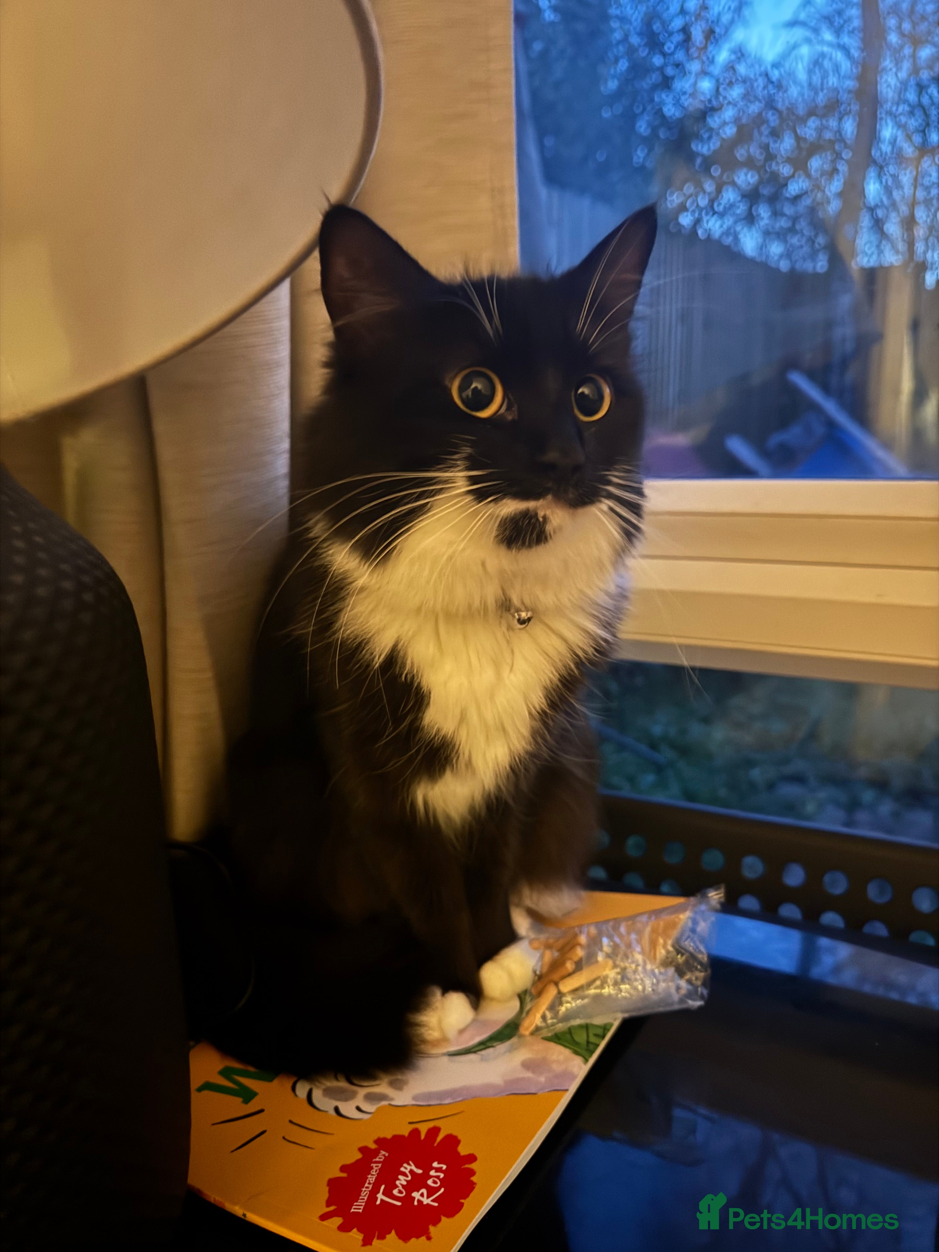 Mixed Breed cats Beautiful Mitzy FREE to a loving home.  - Advert 2