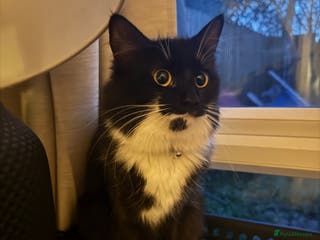 Mixed Breed cats Beautiful Mitzy FREE to a loving home. - Advert 2