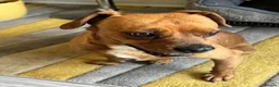 Mixed Breed dogs for adoption: Sweet Todor looking for LOVE - Advert 7