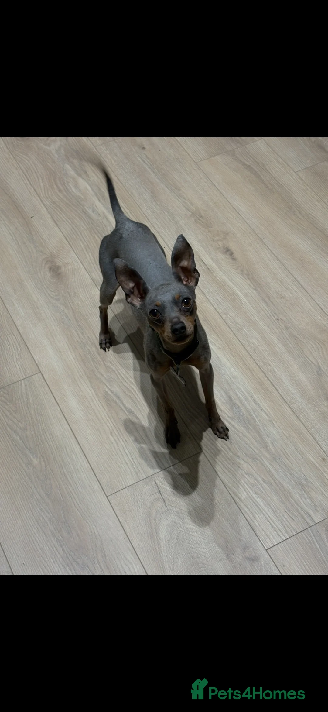 Miniature Pinscher dogs for sale: Adult male Min Pin (entire) - Advert 4