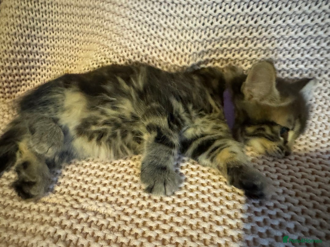 Maine Coon cats for sale: Maine Coon Bengal Cross - Advert 16