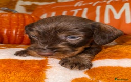 Dachshund dogs for sale: 🩷💙Stunning KC Wire haired Dachshunds🩷💙 - Image 31