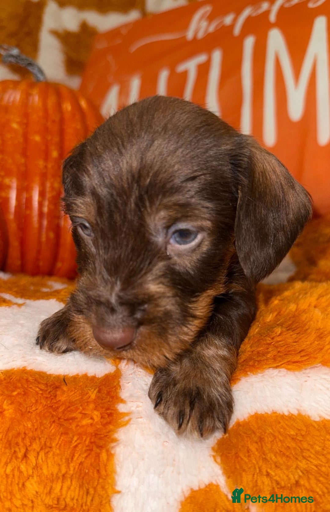 Dachshund dogs for sale: 🩷💙Stunning KC Wire haired Dachshunds🩷💙 - Image 31