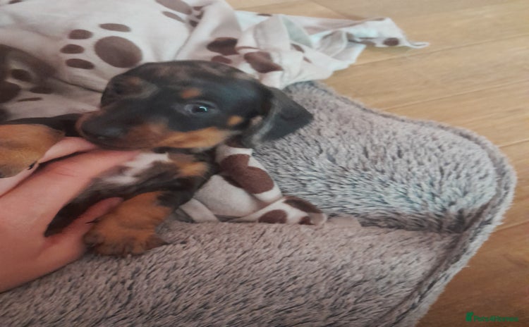 Miniature Dachshund dogs - Advert 18