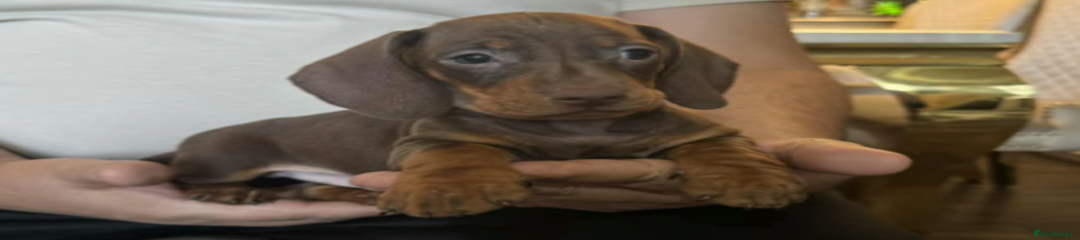 Miniature Dachshund Puppy 2