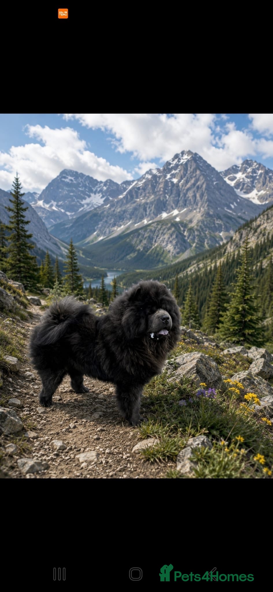 Chow Chow dogs Stunning Blue Chow Chow Stud – DWKC Registered - Advert 4