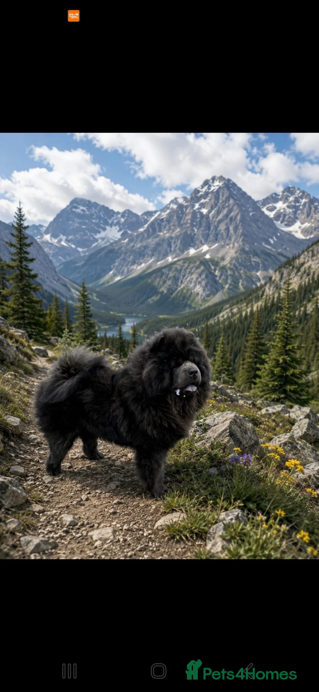 Chow Chow dogs for stud: Stunning Blue Chow Chow Stud – DWKC Registered - Advert 1