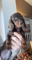 Miniature Dachshund dogs - Advert 13