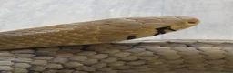 Snake reptiles for sale: Pairof Black Tailed cribos - Advert 6