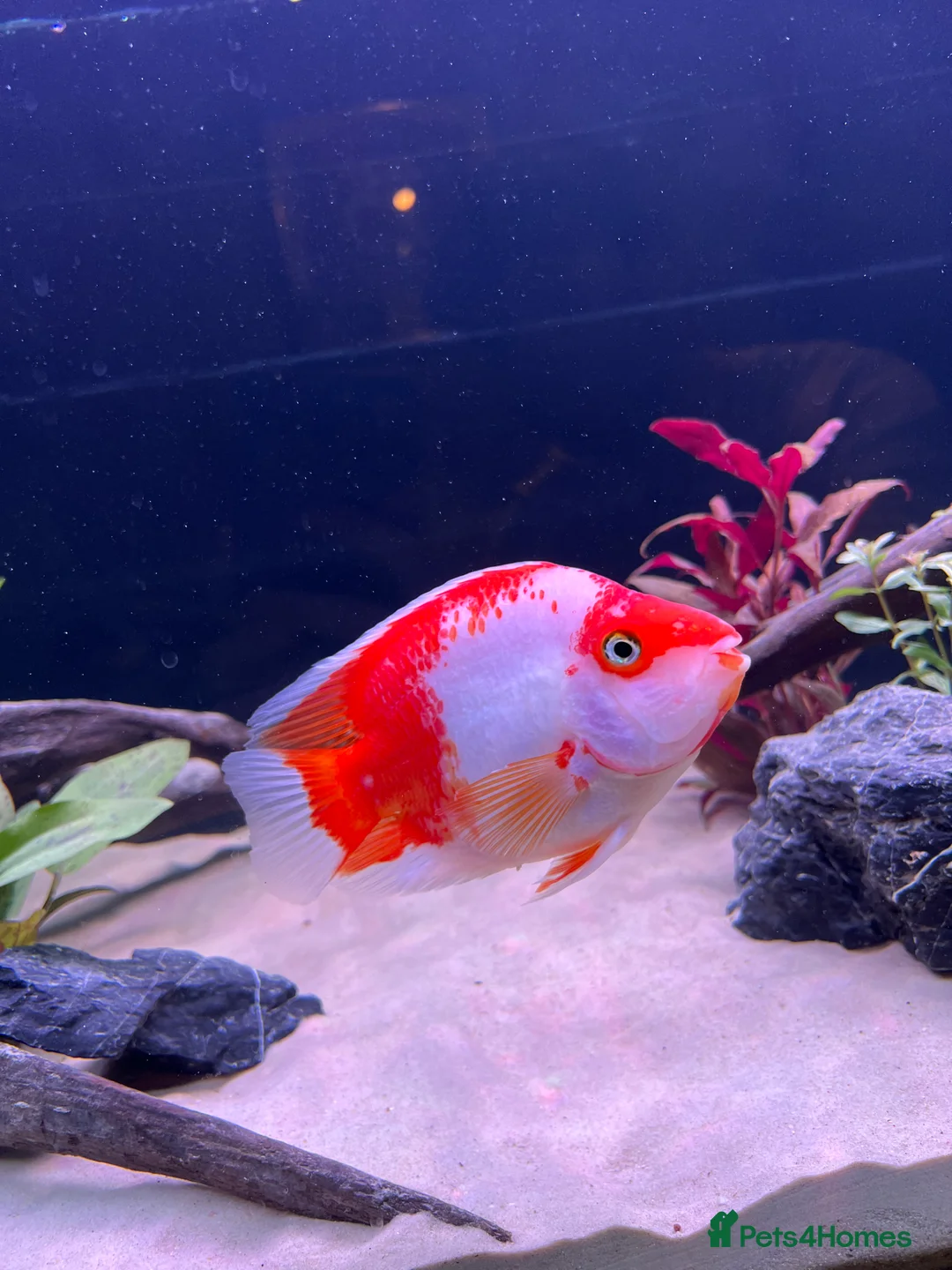 Cichlids fish for sale: Parrot fish for sale  - Advert 4