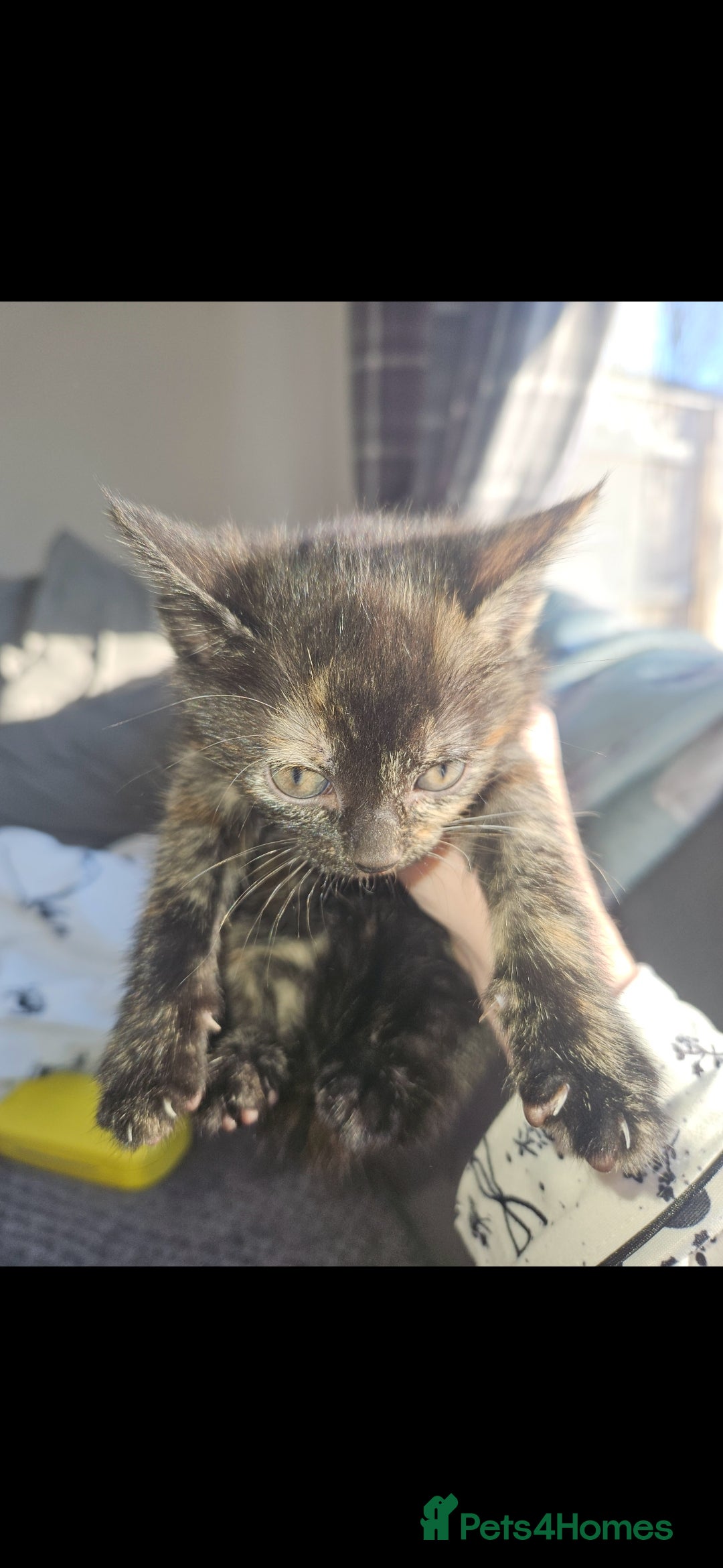 Mixed Breed cats for sale: 3 female kittens. Ready to go 7th jan - Advert 3