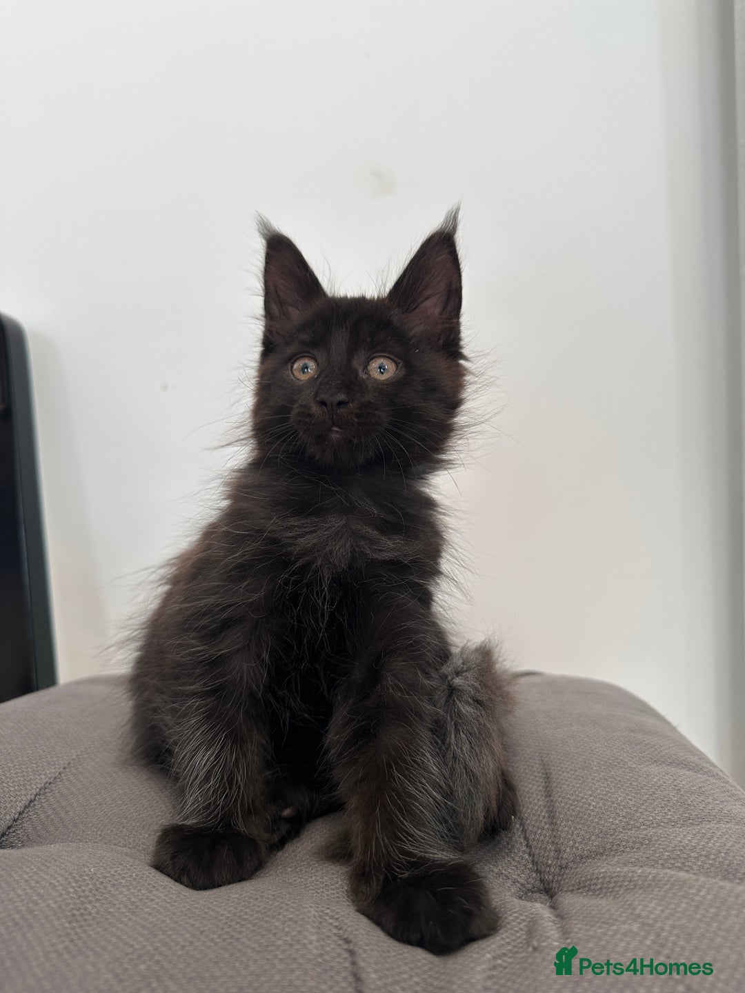 Maine Coon cats for sale: XXL CHAMPION RUSSIAN LINE.MAINE COON KITTENS - Advert 24