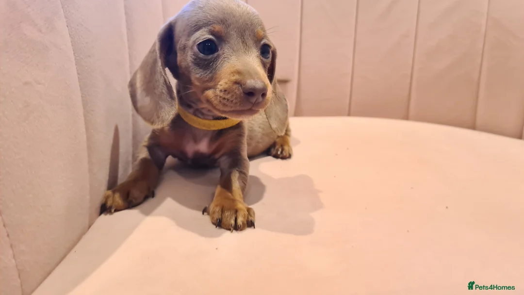 Miniature Dachshund dogs for sale: Lilac dapple daxies ready soon 3 girls 2 boys left - Advert 17
