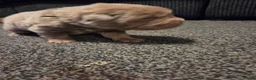 Shar Pei dogs for sale: 5 Shar peis in Hull - Advert 17