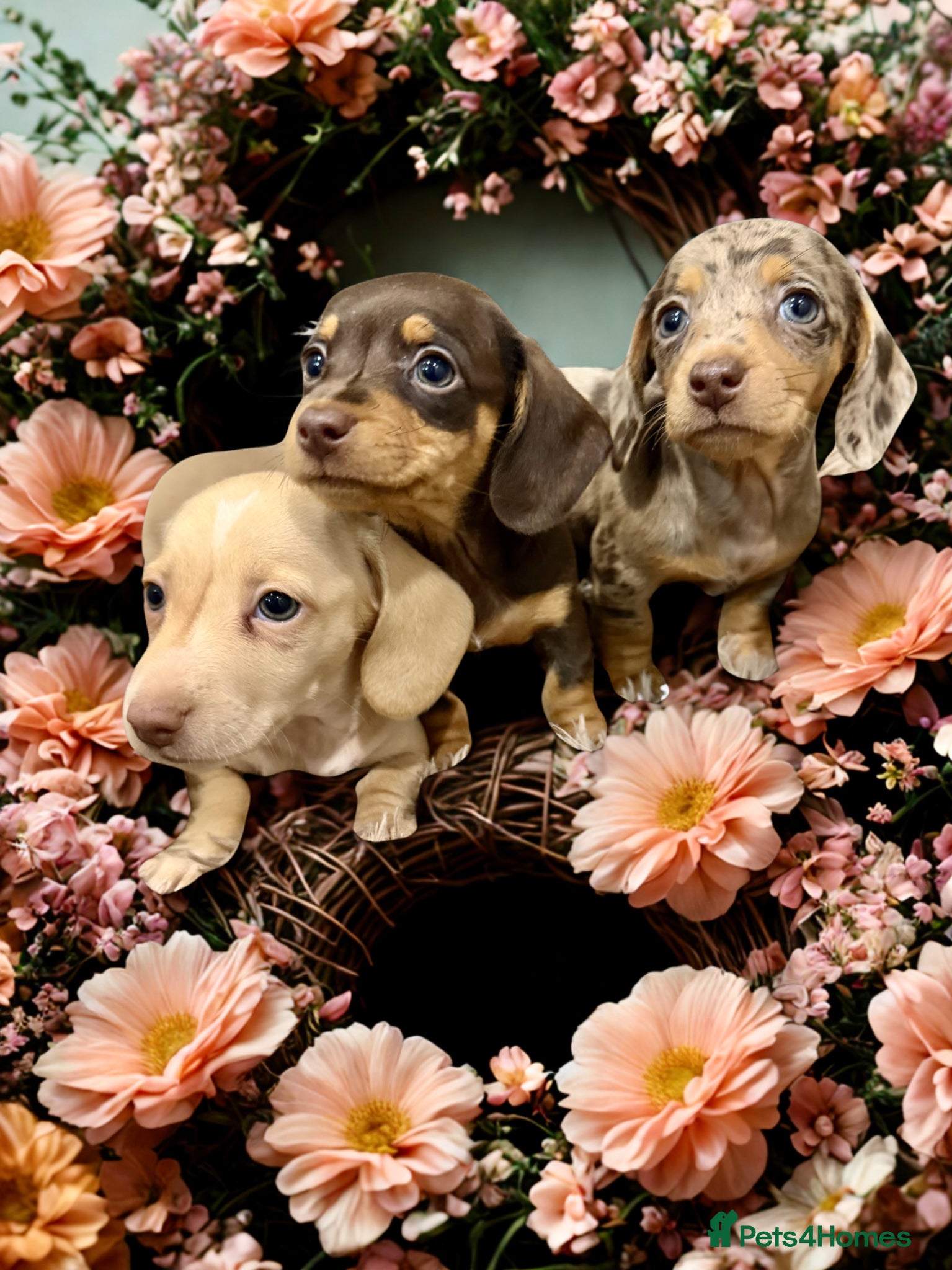 Miniature Dachshund dogs 🩷✨ extra small Dachshund pups KC kanninchen 🩷✨  - Advert 1