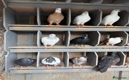 Pigeons birds for sale: Pigeons in Manchester - Image 15