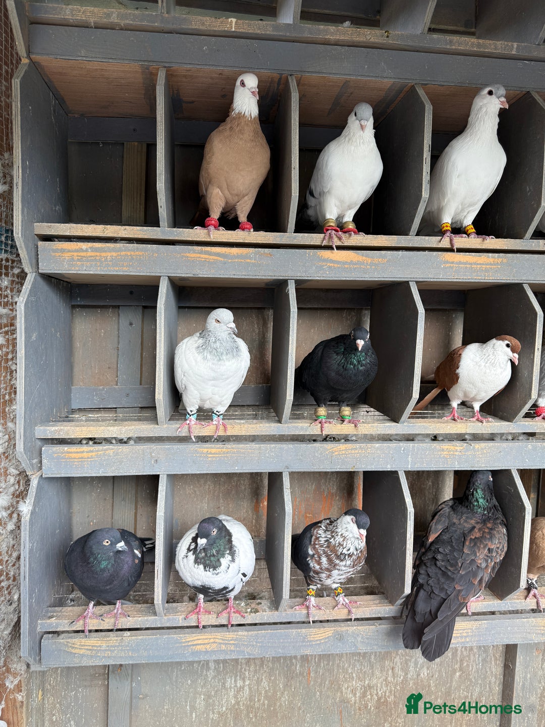 Pigeons birds for sale: Pigeons in Manchester - Image 15