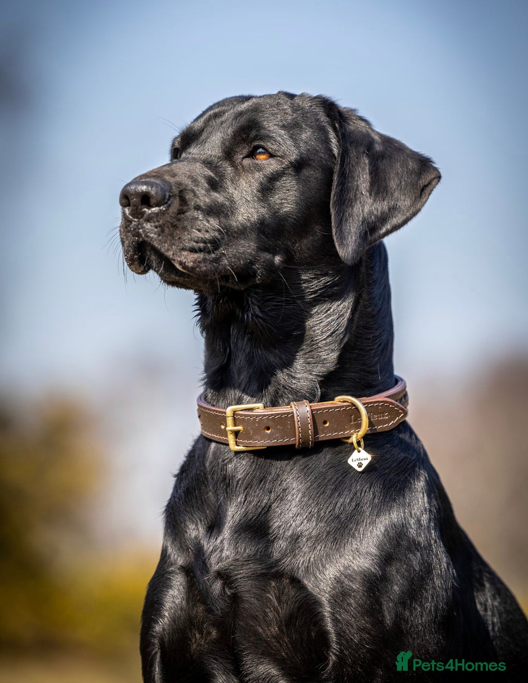 Labrador Retriever dogs for stud: Health Tested KC Labrador Stud  in Wimborne - Image 1