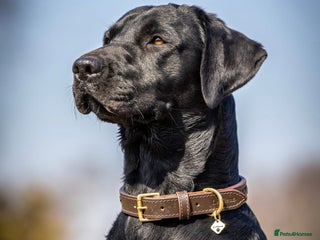 Labrador Retriever dogs in Wimborne - Advert 36