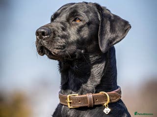 Labrador Retriever dogs Health Tested KC Labrador Stud in Wimborne - Advert 19