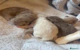 Ragdoll cats for sale: Rare Cherubim ragdolls lilac mink sepia smoke  - Image 1