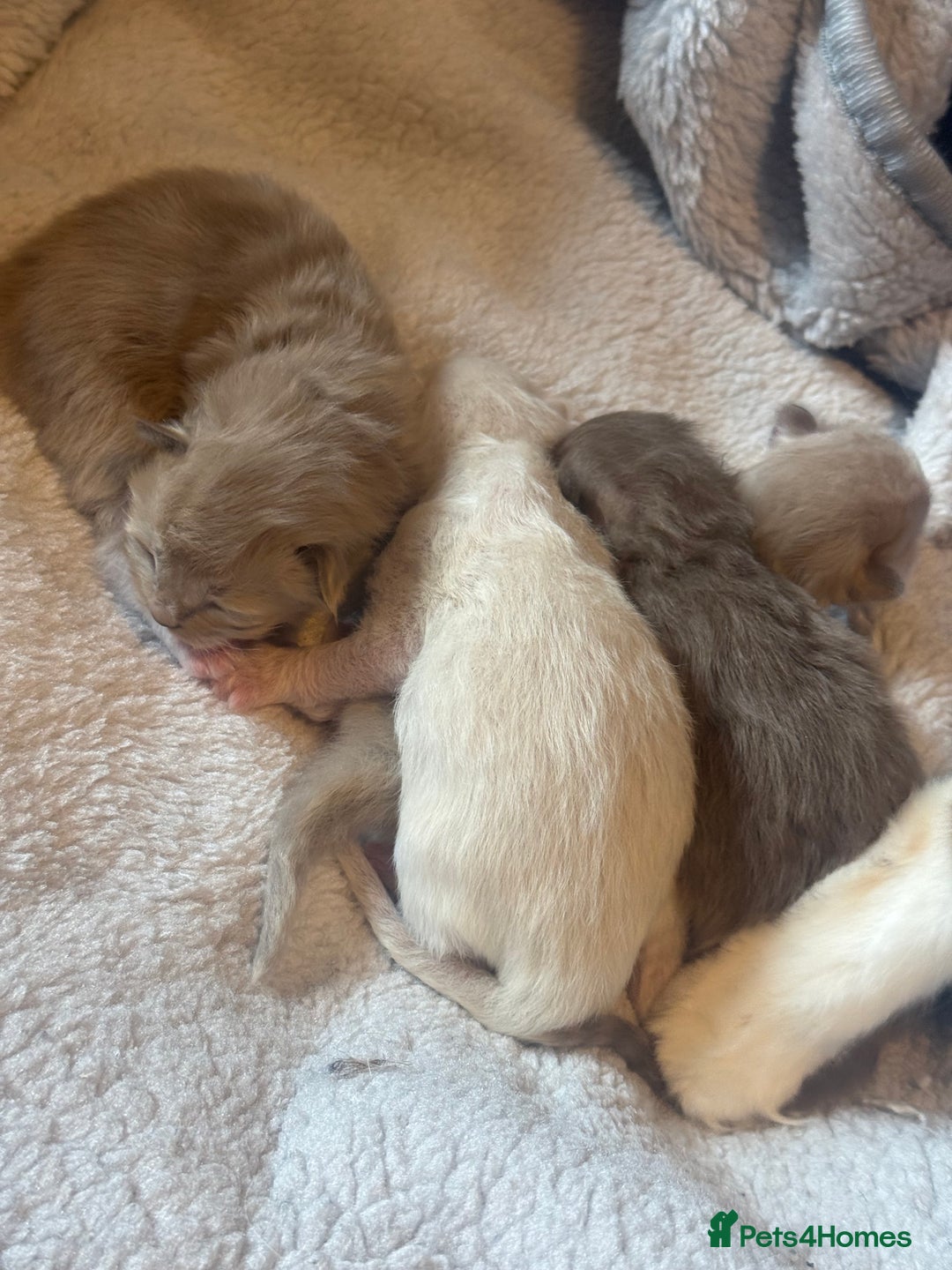Ragdoll cats for sale: Rare Cherubim ragdolls lilac mink sepia smoke  - Image 1