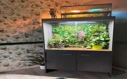Chameleon reptiles for sale: Jackson’s breeding pair Chameleons with set up in Llandudno - Image 9