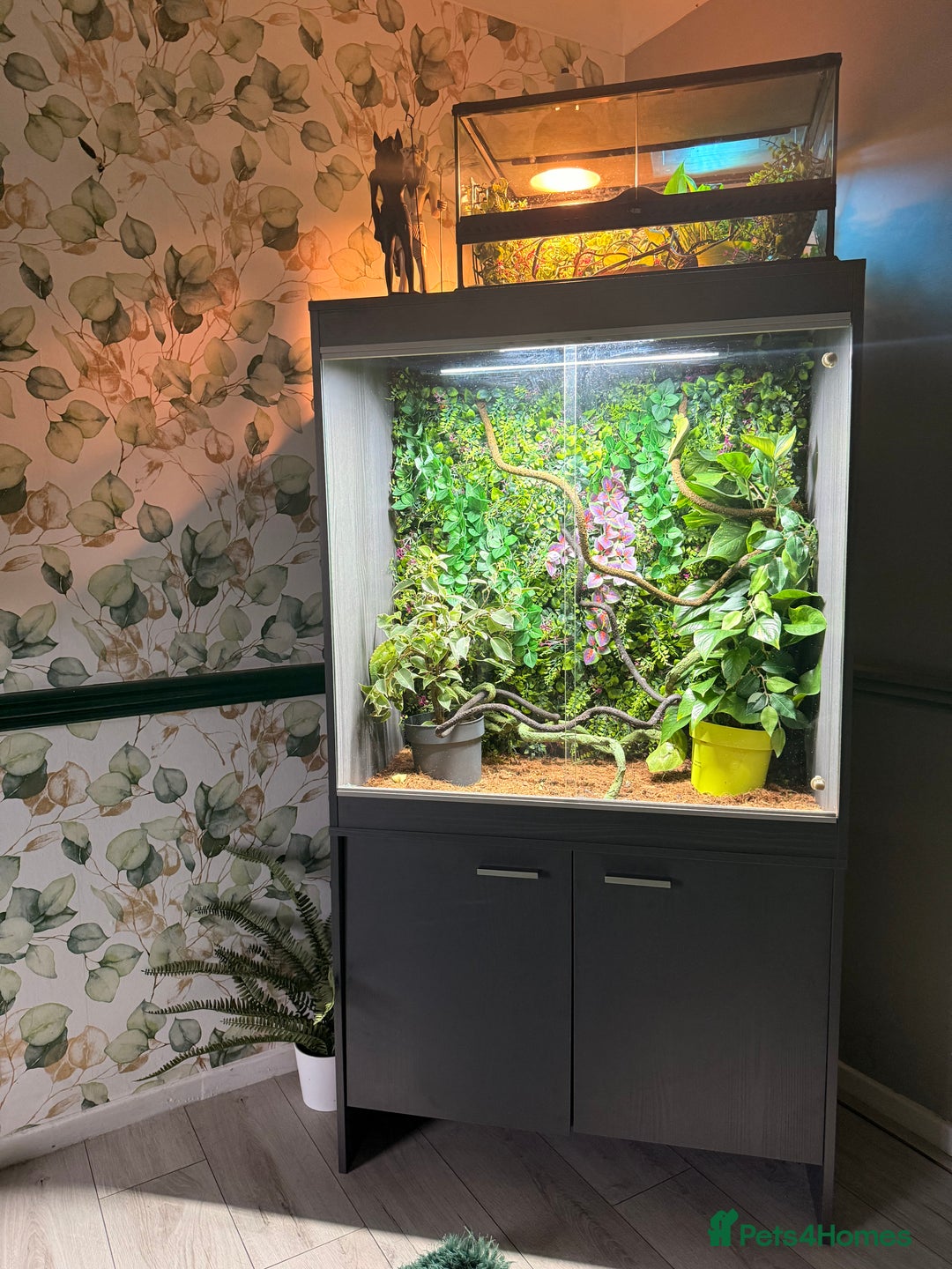 Chameleon reptiles for sale: Jackson’s breeding pair Chameleons with set up in Llandudno - Image 9
