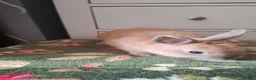 Mini Lop rabbits for sale: Little lop  - Advert 7