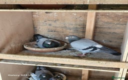 Pigeons birds for sale: Baby and adult racing Pigeons  - Image 16