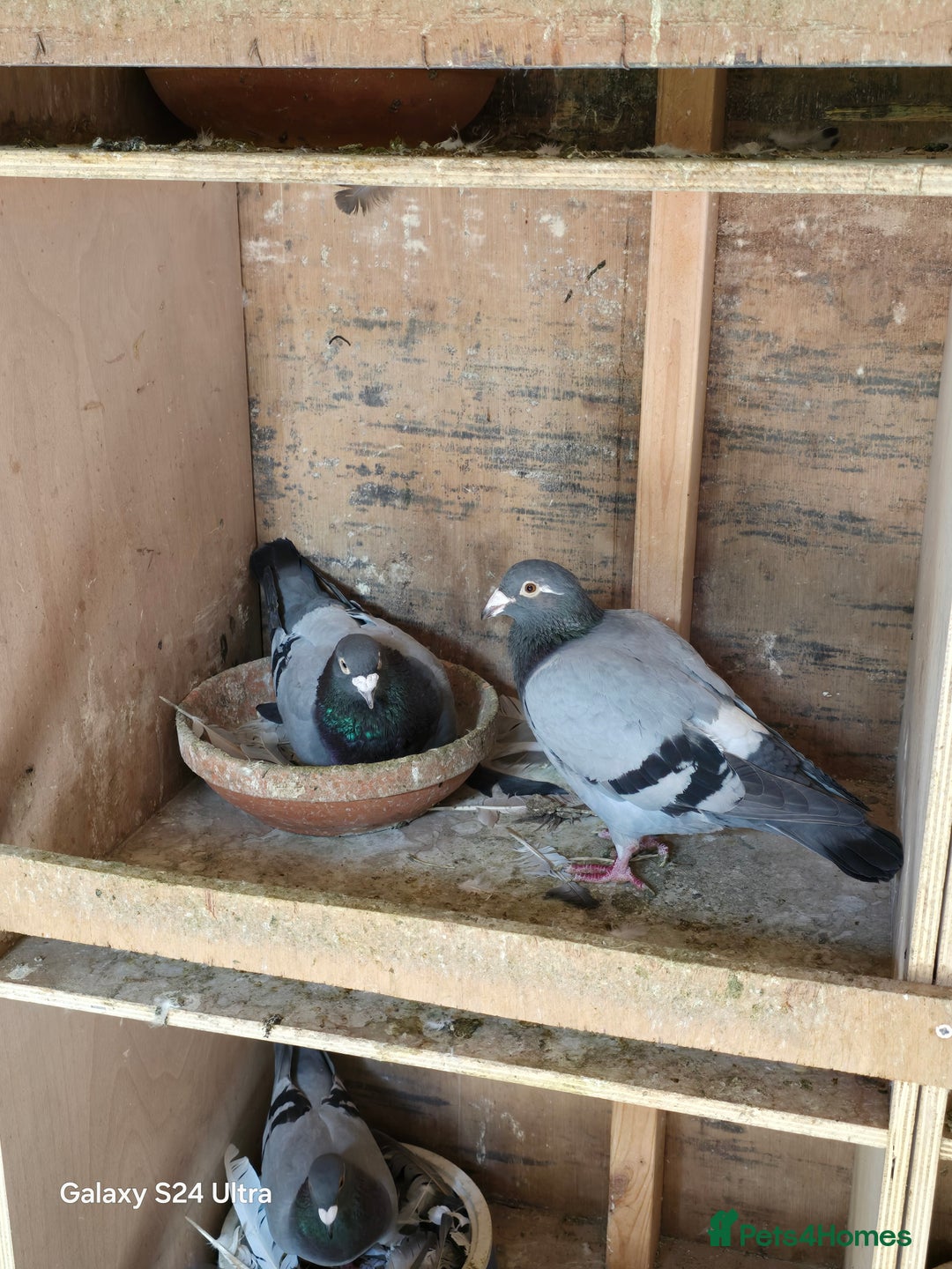 Pigeons birds for sale: Baby and adult racing Pigeons  - Image 16