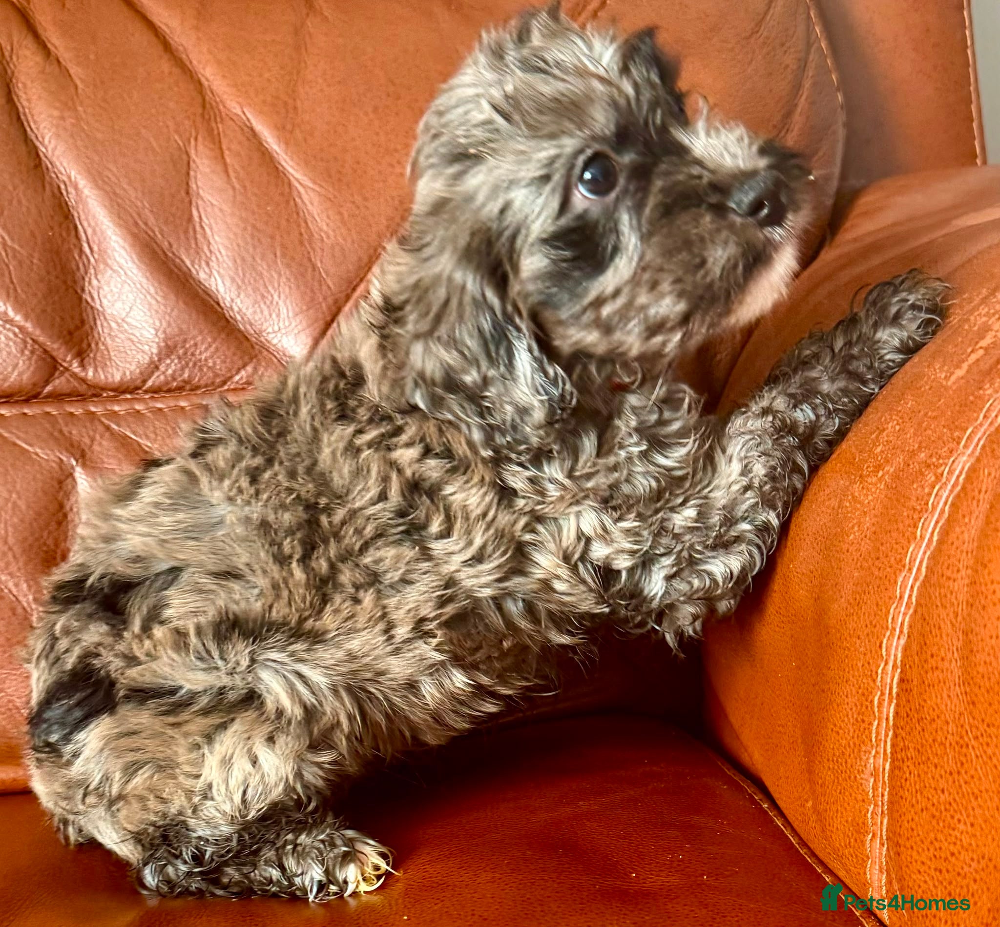 Cockapoo dogs Outstanding puppies  - Advert 6