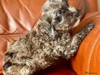 Cockapoo dogs Outstanding puppies - Advert 6