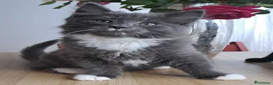 Blue/white Kitten - Longhair