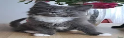 Russian Blue cats for sale: Stunning Russian Blue Cross Available 🐾 - Advert 12